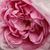 Rózsaszín - Történelmi - portland rózsa - Madame Knorr
